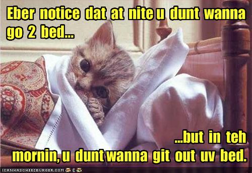 funny-pictures-kitten-ponders-mysteries-of-bed.jpg