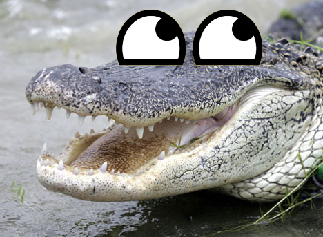 alligator2.jpg