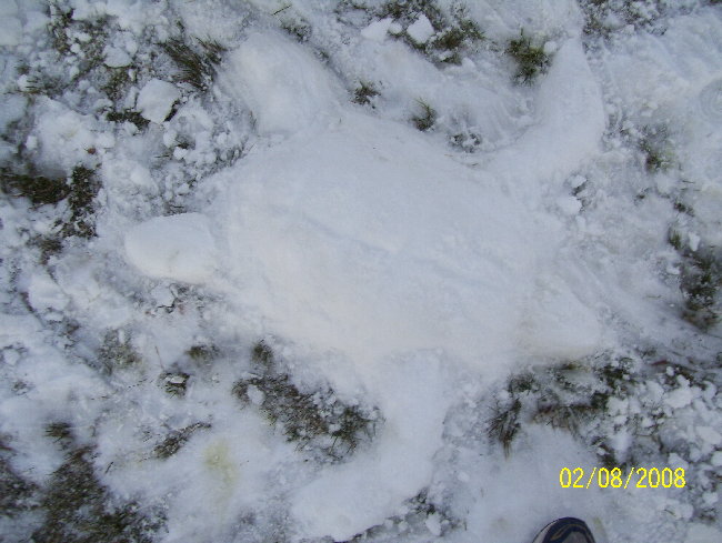 SNOW TURTLE!!!