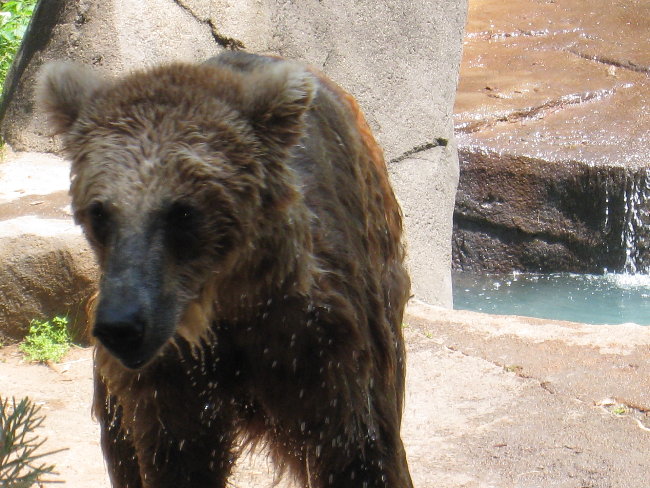 wet bear