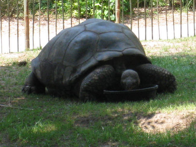 giant turtle