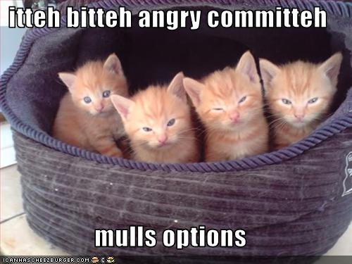 funny-pictures-kittens-are-angry.jpg