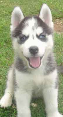 siberian_husky_pups_03a.jpg