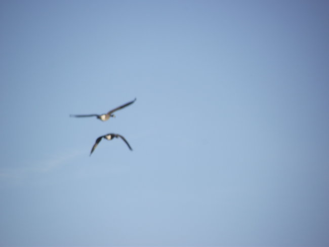 Out of focus flyin geese