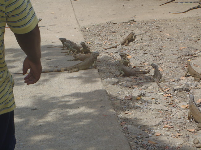 More Iguanas...