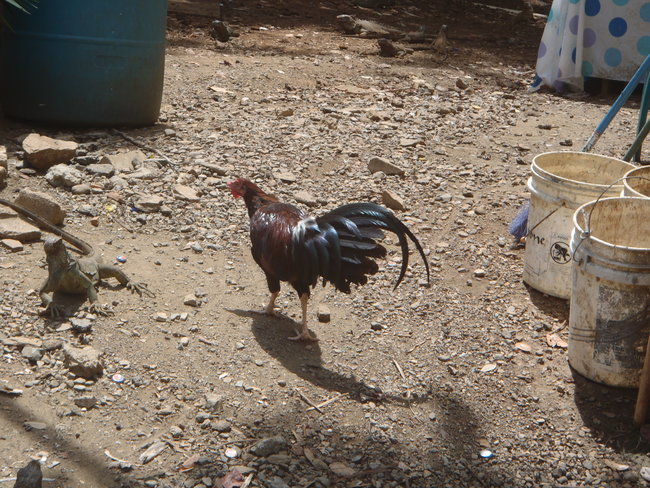 A Rooster.
