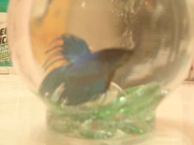 028.JPG (2.41 MiB) Viewed 10764 times Whee, Blurry