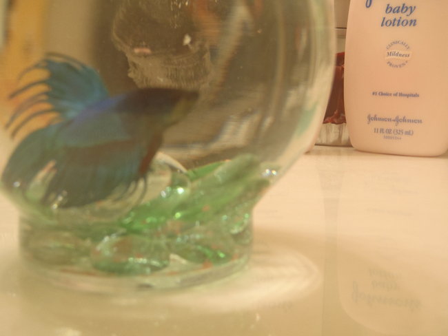 029.JPG (2.35 MiB) Viewed 10764 times Whee, slightly less blurry.