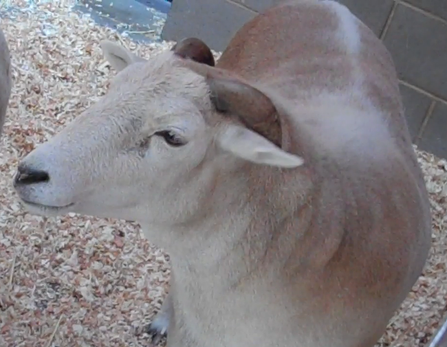 Carl, the friendliest sheep