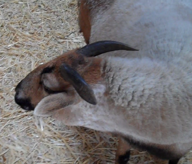 Duke, the alpha-sheep, moments before he headbutts me