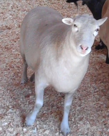 Jenny, the nervous twin