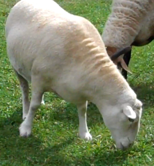 Jessica, the friendly twin