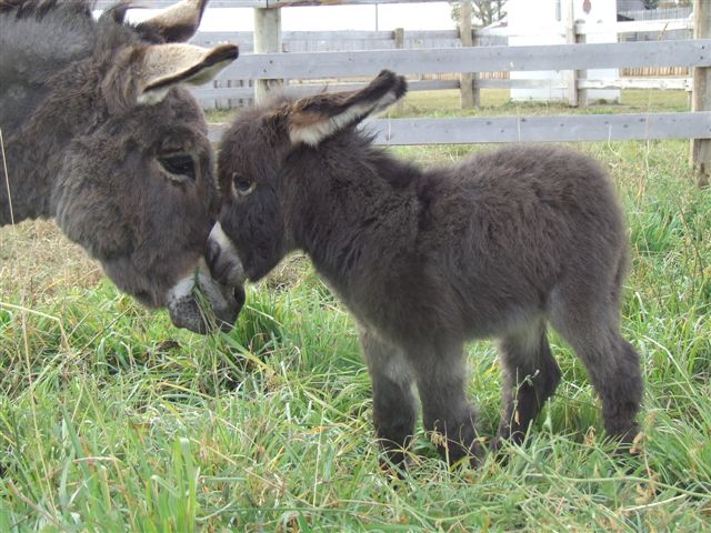 baby donkey.jpg