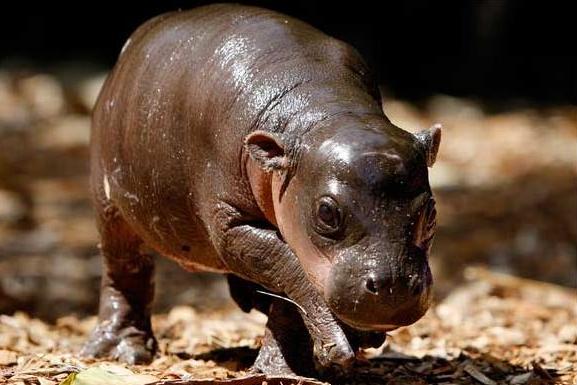 Baby-pygmy-hippo.jpg