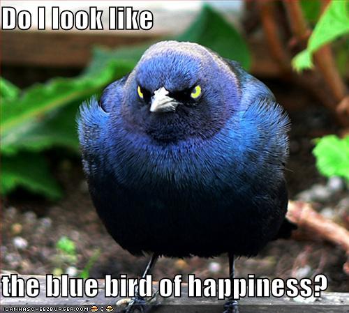 funny-pictures-this-is-not-the-blue-bird-of-happiness.jpg
